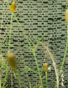 Commune Shiga Brick in Eucalyptus